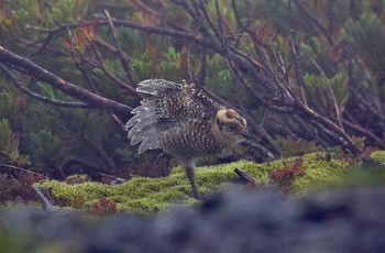 ライチョウ 場所が不明 2017年7月30日(日)