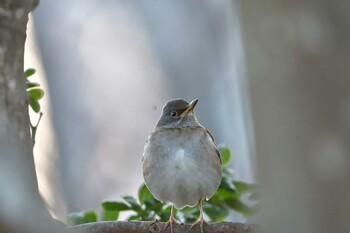 2022年1月20日(木) 長浜公園の野鳥観察記録