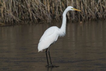 ダイサギ 池子の森自然公園 2020年12月20日(日)