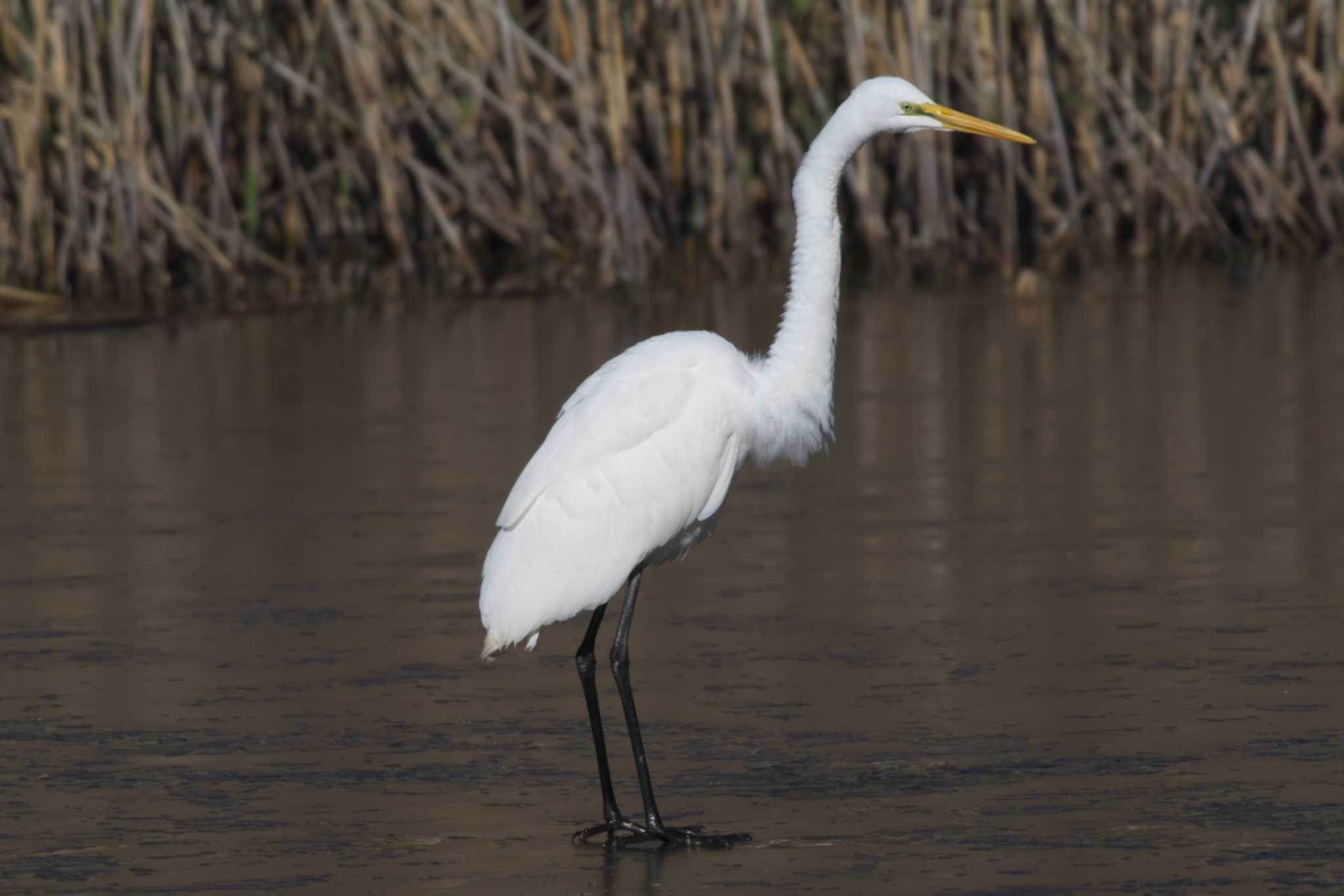 Photo of Great Egret at 池子の森自然公園 by Y. Watanabe