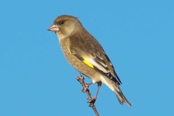 Grey-capped Greenfinch 池子の森自然公園 Sun, 12/20/2020