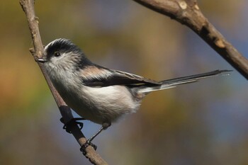 Long-tailed Tit 池子の森自然公園 Sun, 12/6/2020