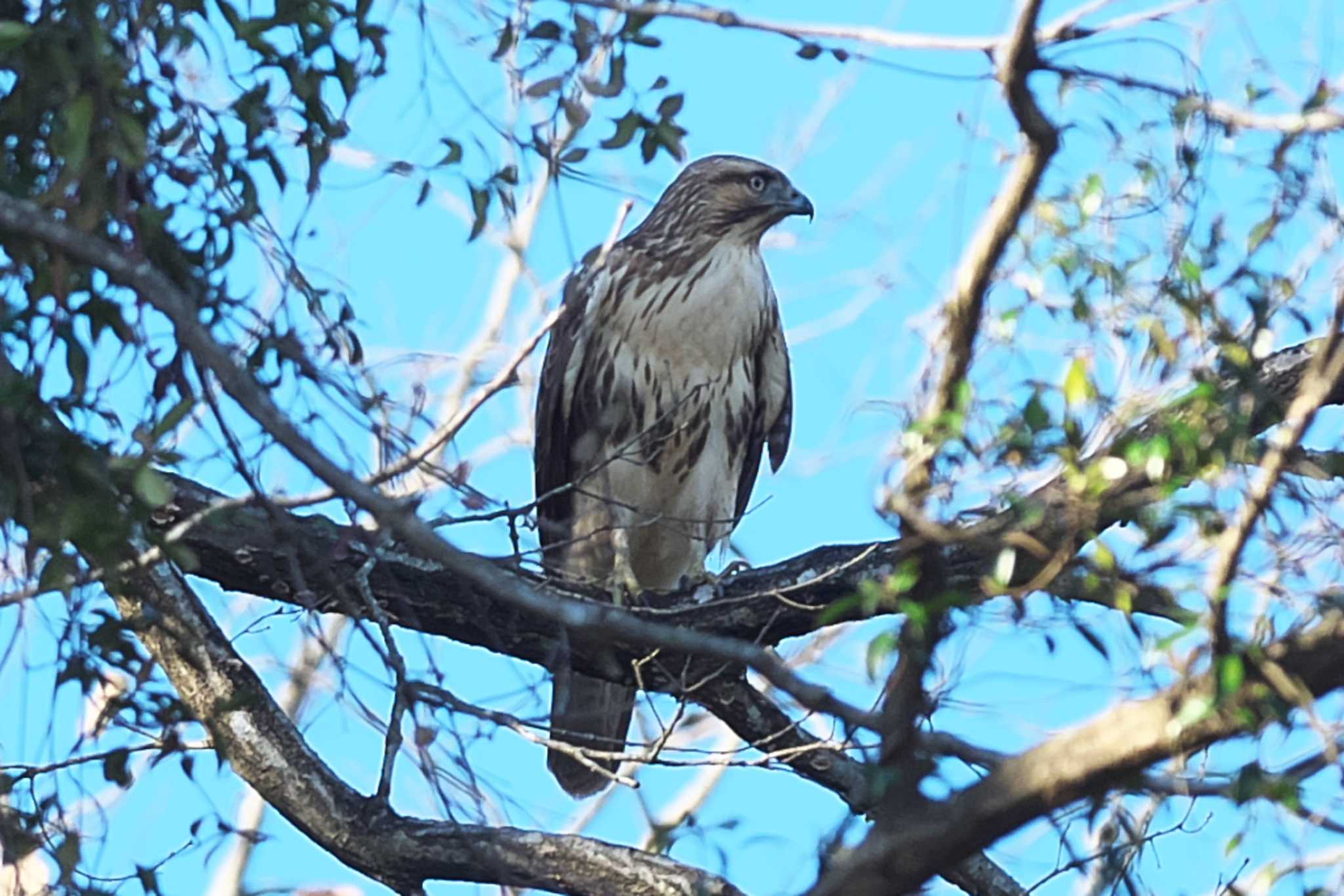 Photo of Eastern Buzzard at 池子の森自然公園 by Y. Watanabe