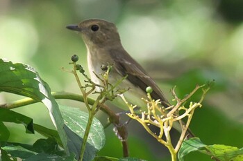 Narcissus Flycatcher 池子の森自然公園 Sat, 10/3/2020