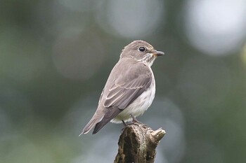 Grey-streaked Flycatcher 池子の森自然公園 Sun, 9/27/2020