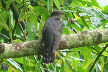 Lesser Cuckoo 池子の森自然公園 Sat, 6/27/2020