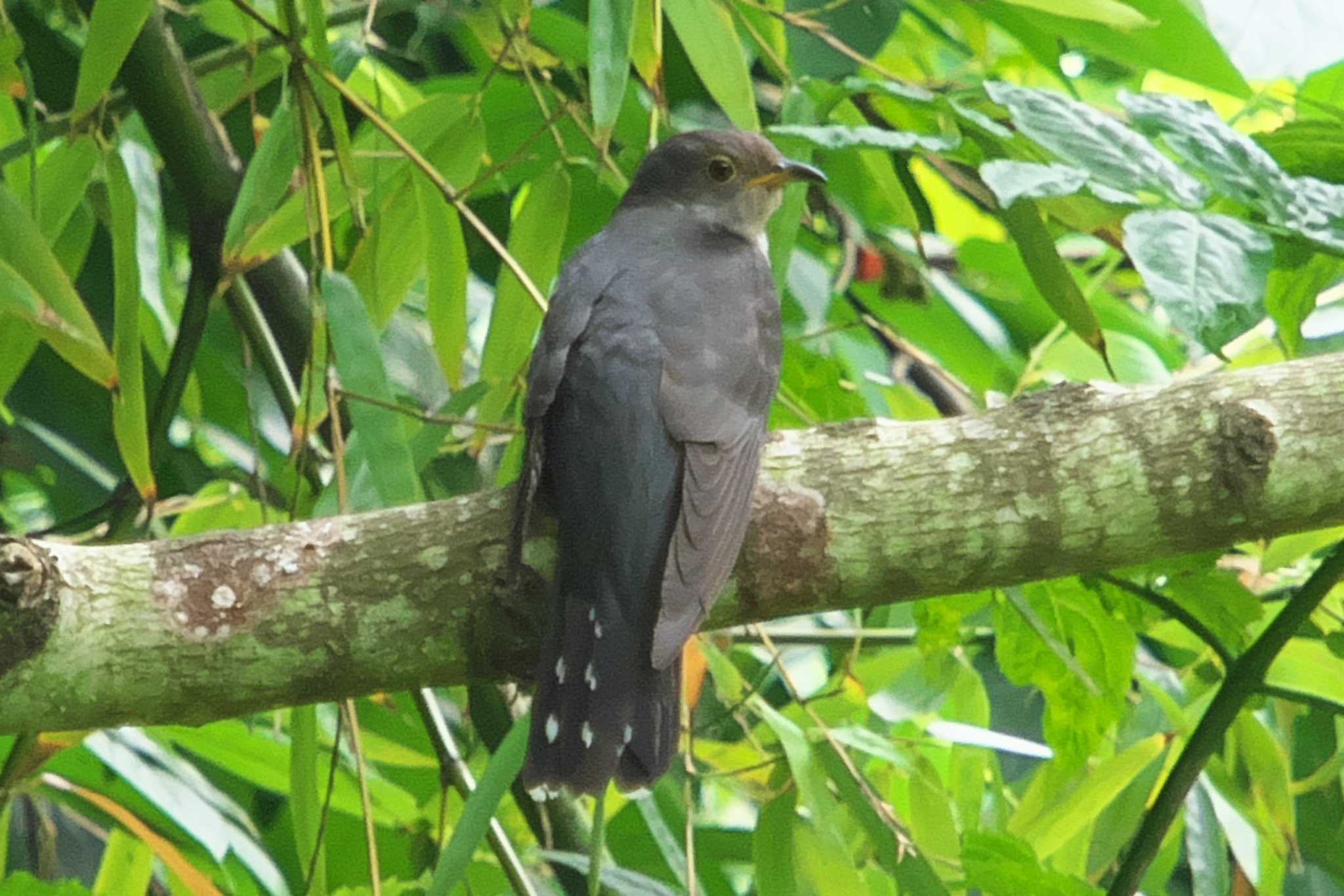 Photo of Lesser Cuckoo at 池子の森自然公園 by Y. Watanabe