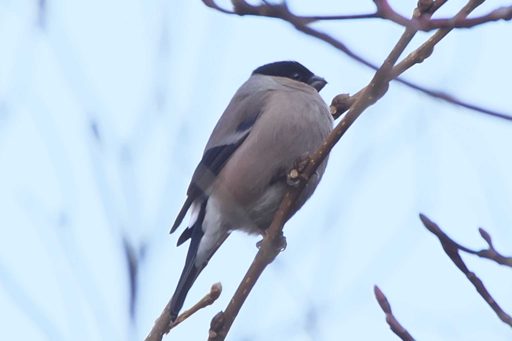 Photo of Eurasian Bullfinch at 池子の森自然公園 by Y. Watanabe