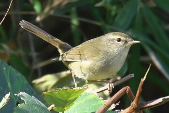 ウグイス 池子の森自然公園 2018年11月17日(土)