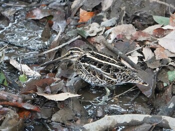 Common Snipe さいたま市 Wed, 1/19/2022