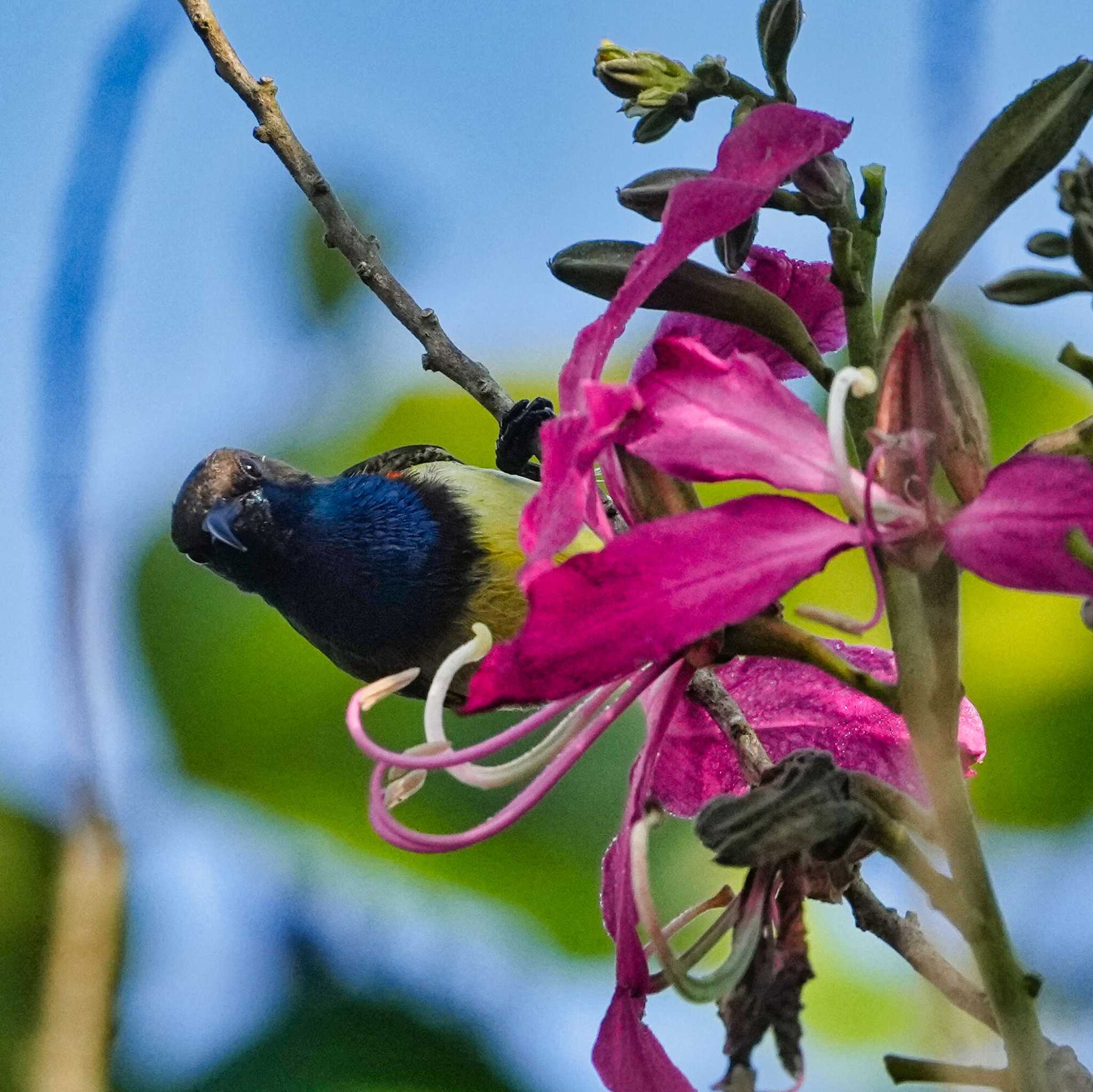 Kui Buri National Park キバラタイヨウチョウの写真 by span265