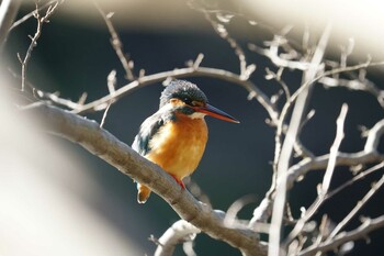 カワセミ 明治神宮御苑 2022年1月16日(日)