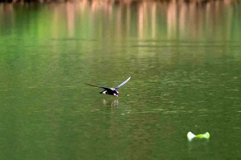 White-throated Needletail Unknown Spots Mon, 7/31/2017