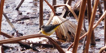 Grey Wagtail Shinobazunoike Wed, 1/19/2022