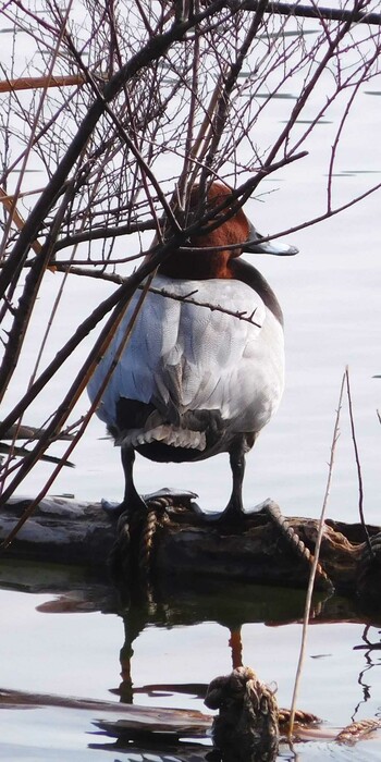 Common Pochard Shinobazunoike Wed, 1/19/2022