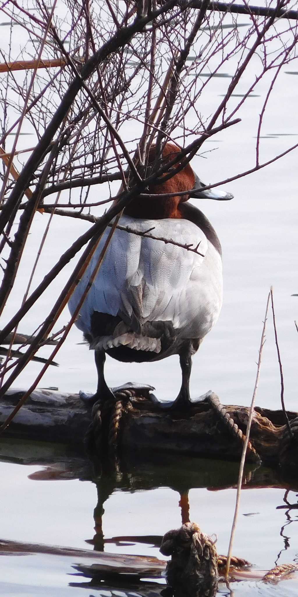 Common Pochard