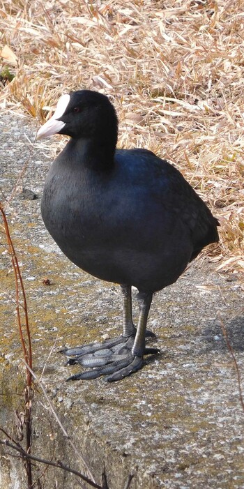 オオバン 不忍池(上野恩賜公園) 2022年1月19日(水)