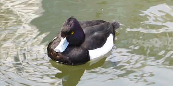 キンクロハジロ 不忍池(上野恩賜公園) 2022年1月19日(水)