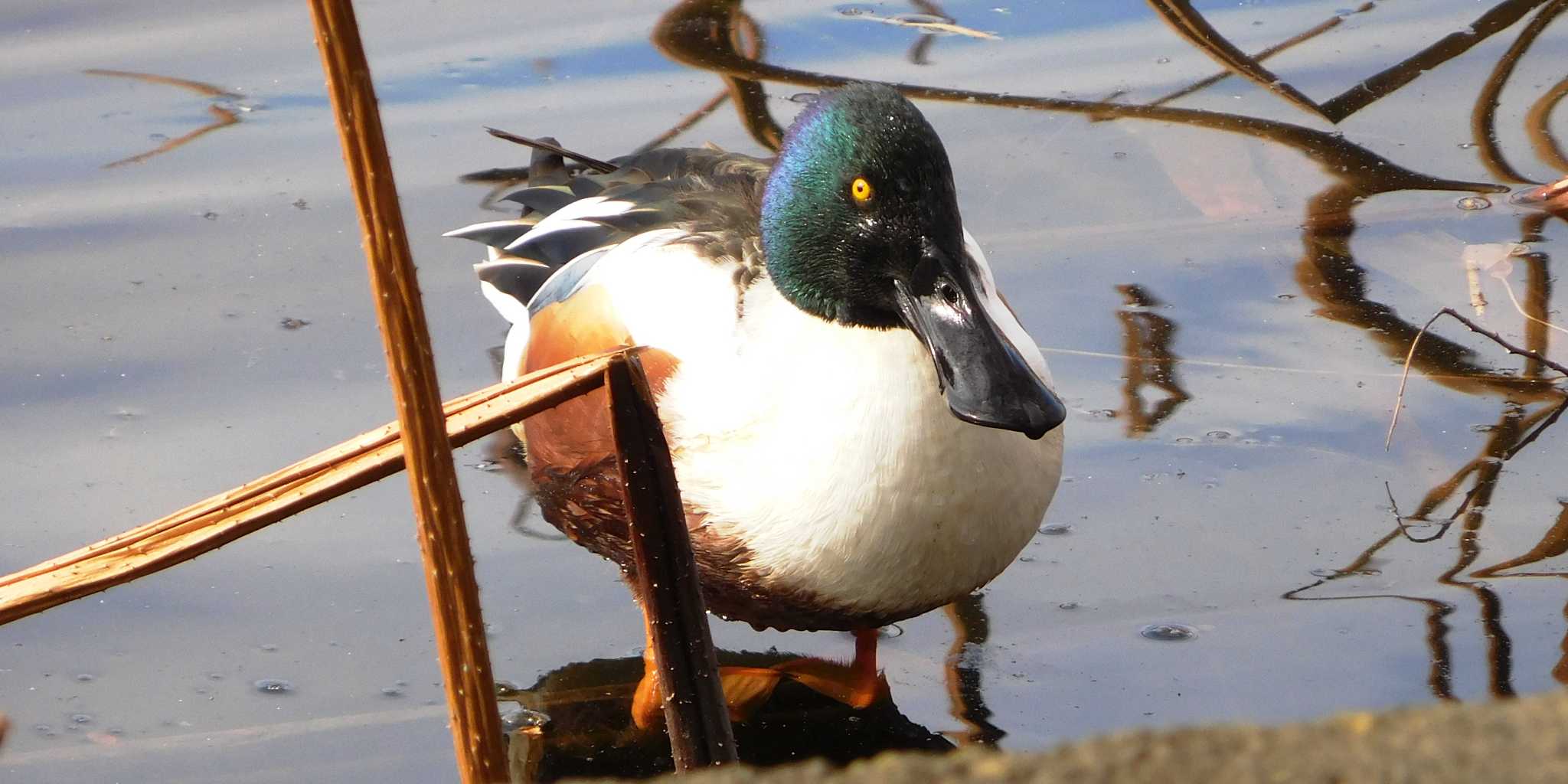 不忍池(上野恩賜公園) ハシビロガモの写真 by FUJICAZC1000