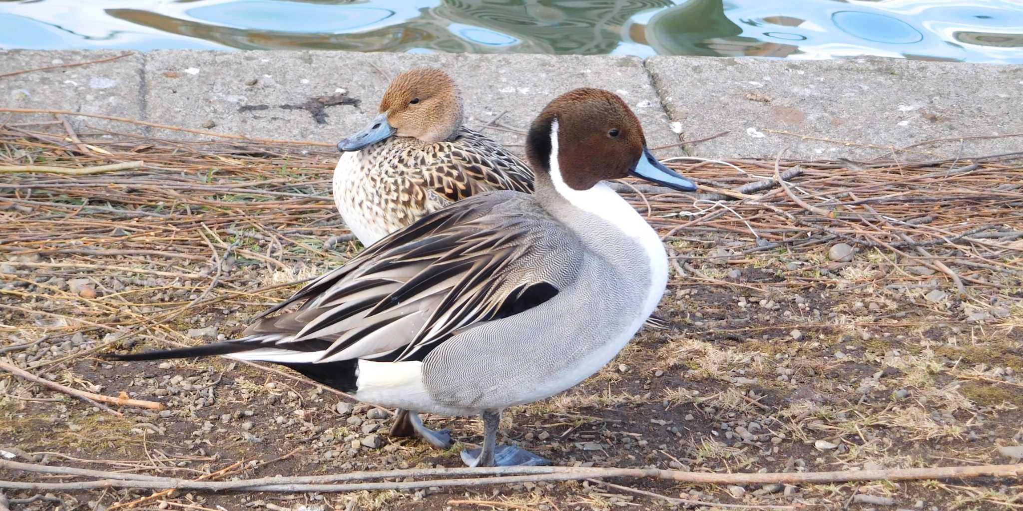 Northern Pintail