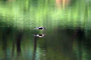 White-throated Needletail Unknown Spots Mon, 7/31/2017