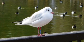 ユリカモメ 不忍池(上野恩賜公園) 2022年1月19日(水)