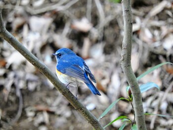 Red-flanked Bluetail 市川市 Thu, 1/20/2022