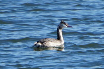 Great Crested Grebe 荒川 Tue, 1/18/2022