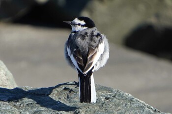 White Wagtail 荒川河川敷 Tue, 1/18/2022