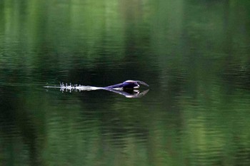 White-throated Needletail Unknown Spots Mon, 7/31/2017