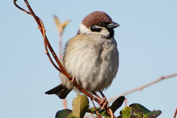 Eurasian Tree Sparrow 中川船番 Thu, 1/20/2022