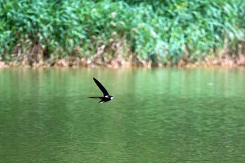 White-throated Needletail Unknown Spots Mon, 7/31/2017