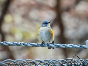 Red-flanked Bluetail 妙見山 Wed, 1/19/2022