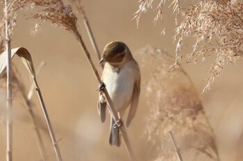 Sun, 1/16/2022 Birding report at Fujimae Tidal Flat