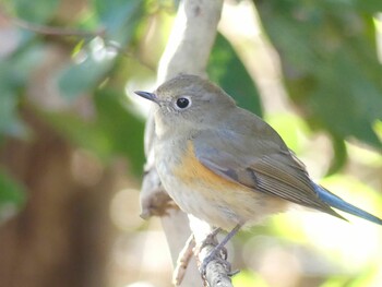 Thu, 1/20/2022 Birding report at Mizumoto Park