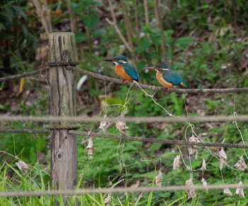 2021年4月4日(日) 薬師公園の野鳥観察記録