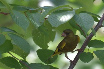 Grey-capped Greenfinch 松原湖(長野県) Mon, 7/31/2017