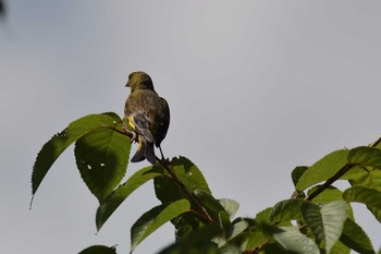 Grey-capped Greenfinch 松原湖(長野県) Mon, 7/31/2017