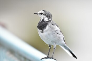 ハクセキレイ 鶴見川 2021年8月22日(日)