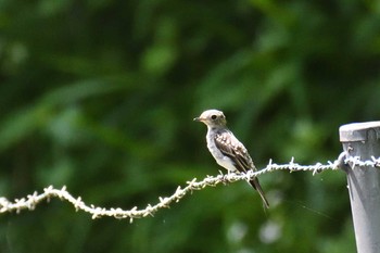 Asian Brown Flycatcher 松原湖(長野県) Mon, 7/31/2017