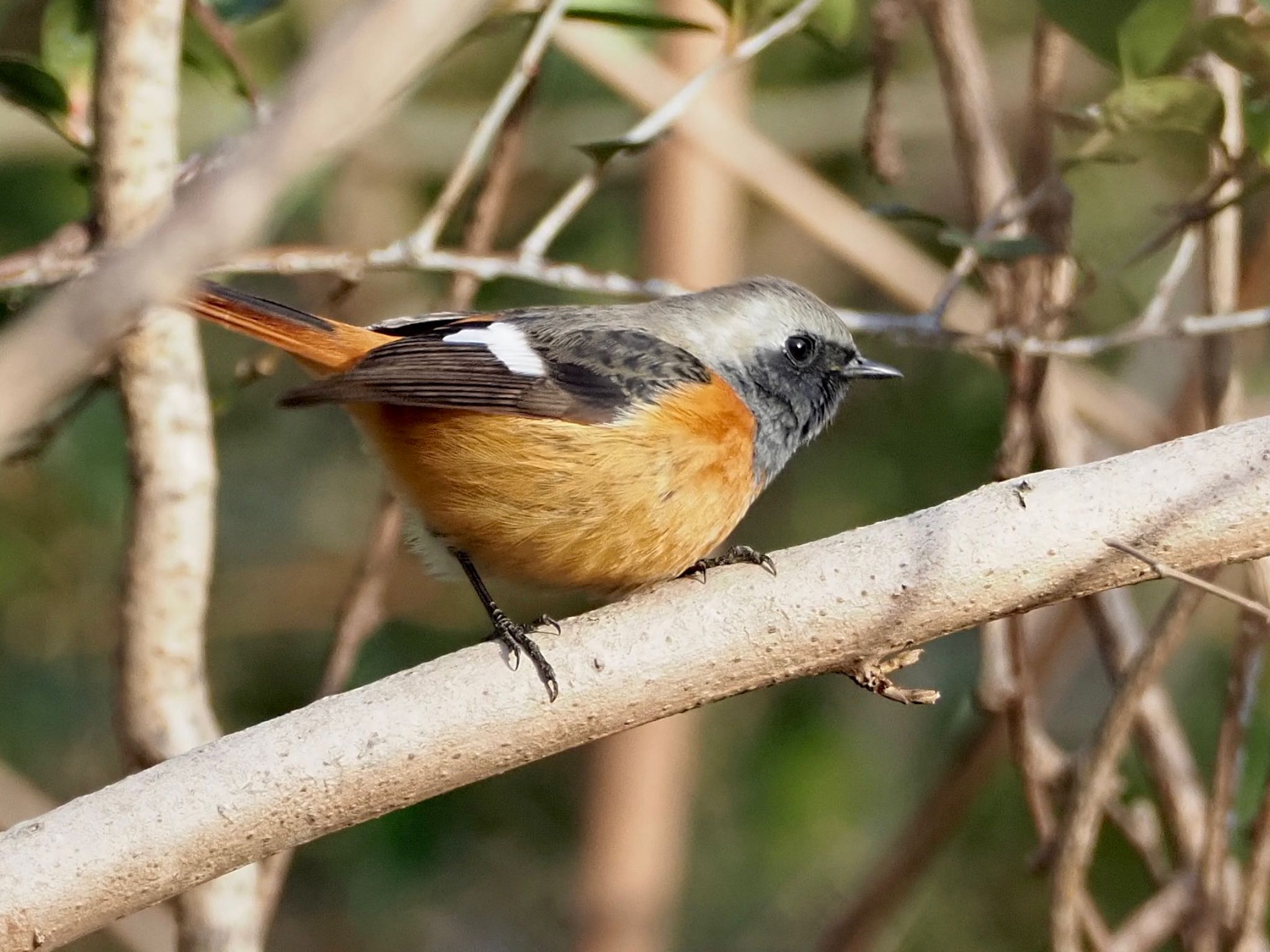 Photo of Daurian Redstart at 洲原公園 by unjun