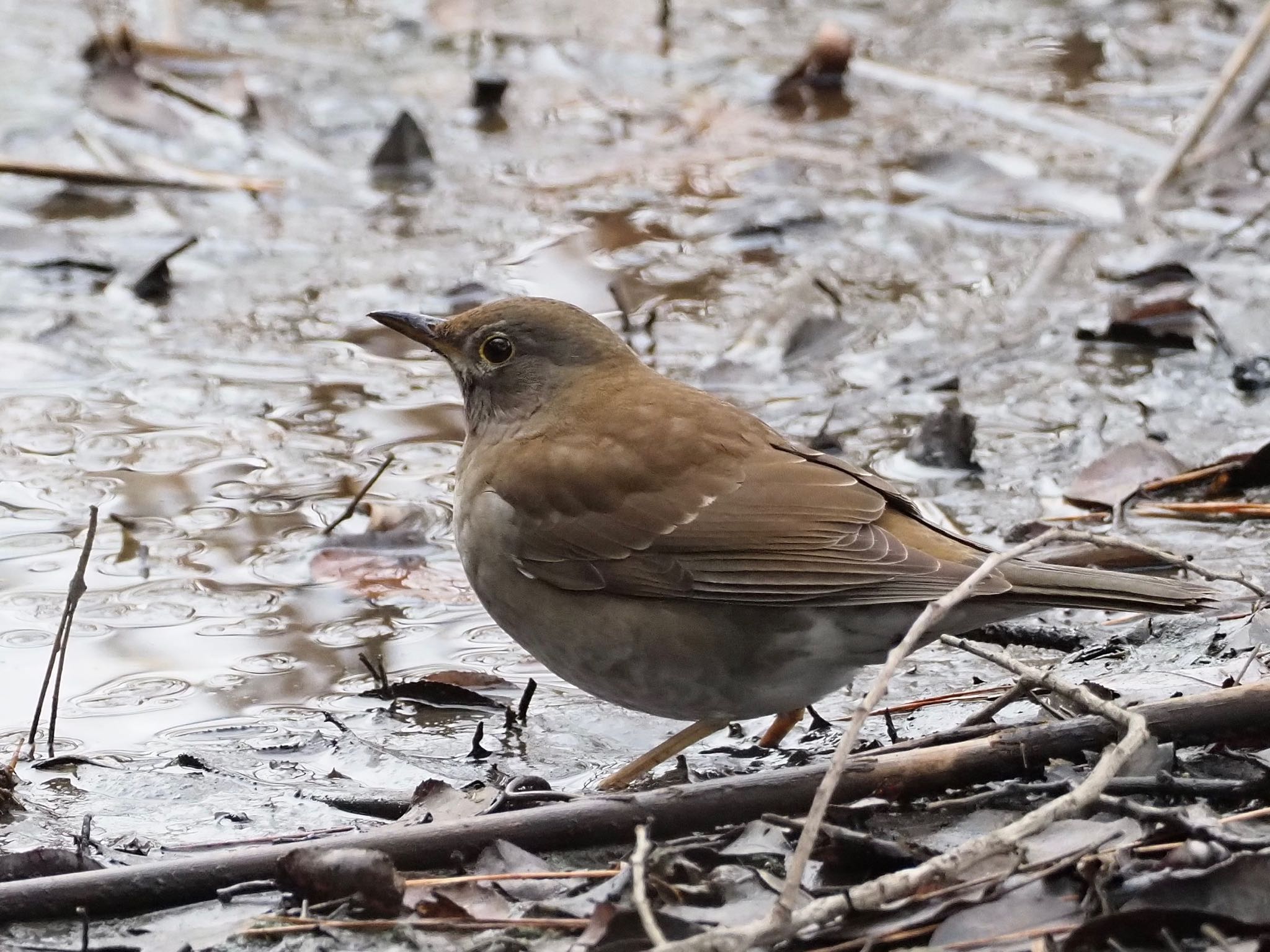 Photo of Pale Thrush at 洲原公園 by unjun