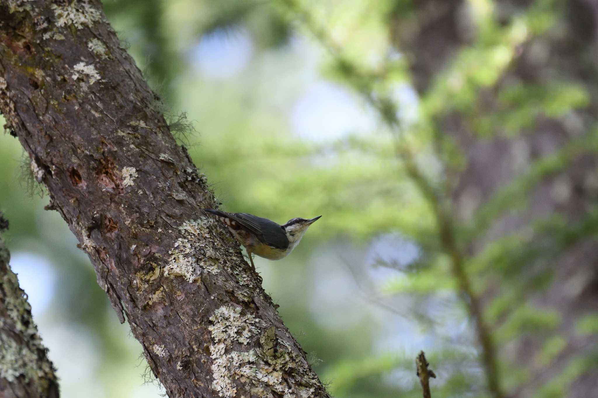 Photo of Eurasian Nuthatch at 松原湖(長野県) by GIGI