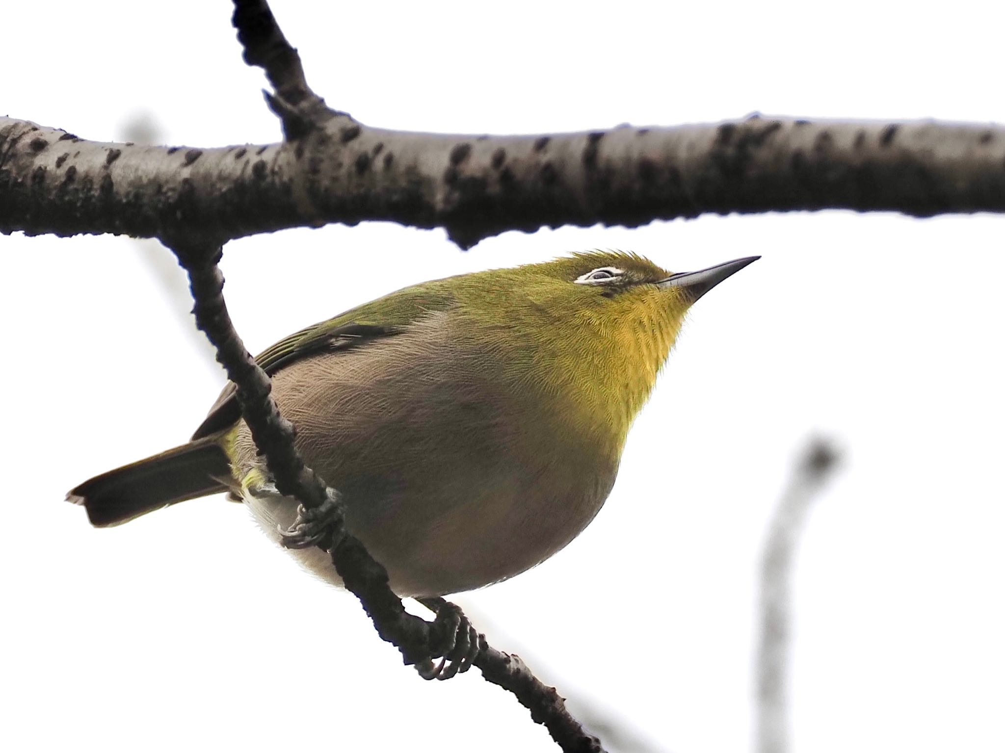 Photo of Warbling White-eye at 洲原公園 by unjun