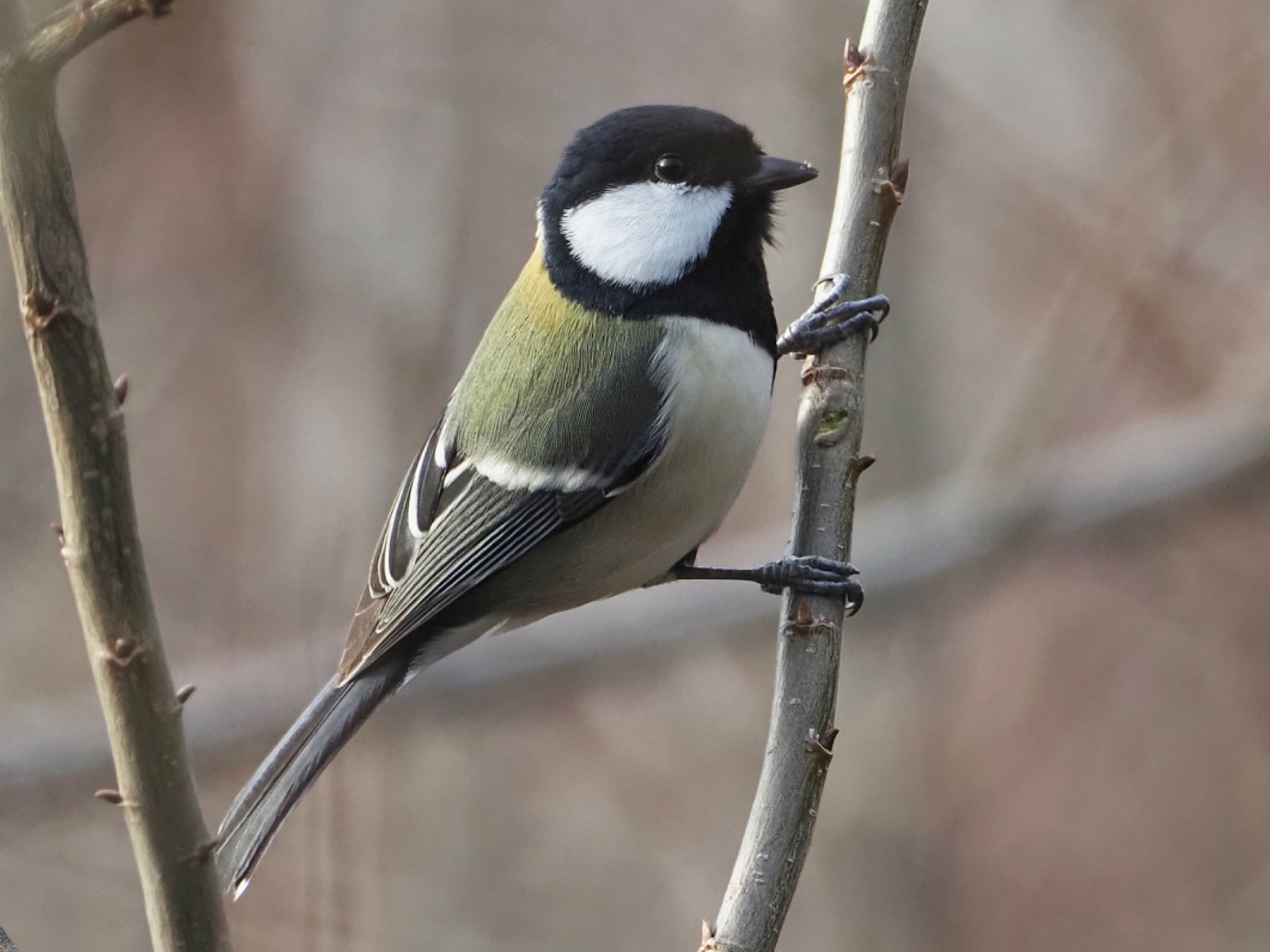 Photo of Japanese Tit at 洲原公園 by unjun