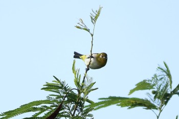 Warbling White-eye 沖縄県豊見城市 Sat, 11/5/2016