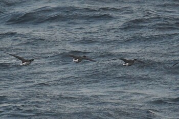 Sun, 10/24/2021 Birding report at 大洗-苫小牧航路