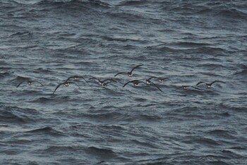 Brant Goose 大洗-苫小牧航路 Sun, 10/24/2021