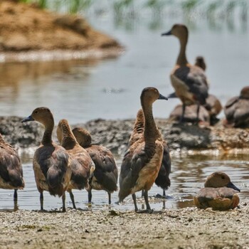 Lesser Whistling Duck Khao Sam Roi Yot National Park Fri, 1/14/2022