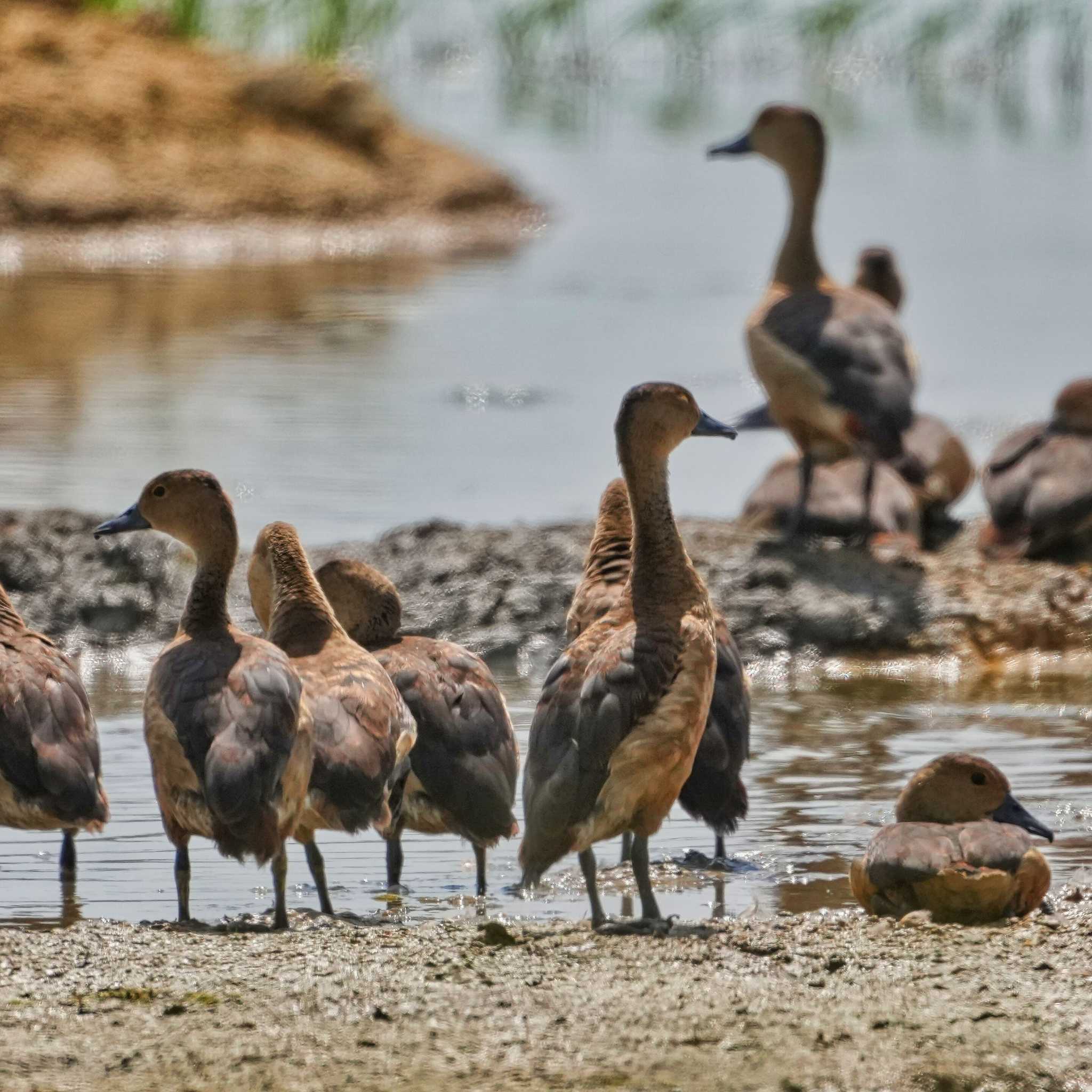 Lesser Whistling Duck